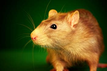 rat catchers blandford|Dorset Pest Control.